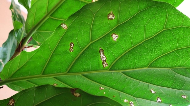 Caterpillars are one of the most common causes of holes in fiddle leaf fig leaves.