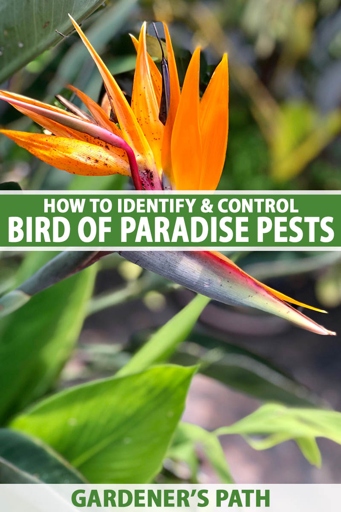Caterpillars are one of the most common pests on bird of paradise plants.