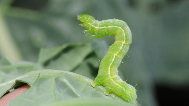 Caterpillars are one of the most common pests on pothos plants.