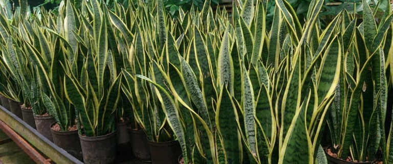 Cats love Sansevieria because it is a strong, durable plant that can withstand a lot of wear and tear.