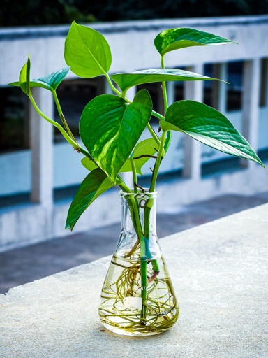 Change the water every few days and keep an eye on the roots. To propagate in water, take a cutting that is at least 6 inches long and has several leaves. Place the cutting in a jar or vase of water and put it in a spot that gets indirect sunlight. When they are an inch or longer, you can transplant the cutting into soil.