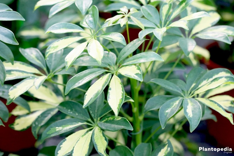 Charcoal can be used to help treat root rot in schefflera plants.