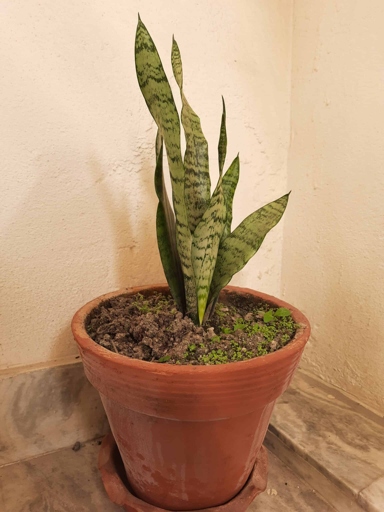 Check the soil to see if it is dry, and if so, water your plant thoroughly. If your snake plant is wilting, it may be due to a lack of water.