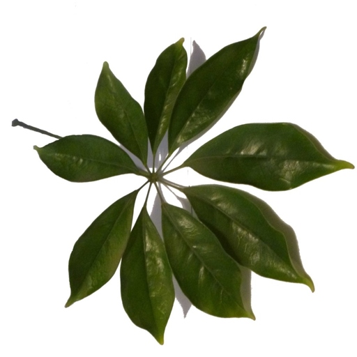 Check the soil to see if it is dry or soggy and water accordingly. The leaves on my schefflera are curling, what should I do? If the leaves on your schefflera are curling, it is likely due to either too much or too little water.