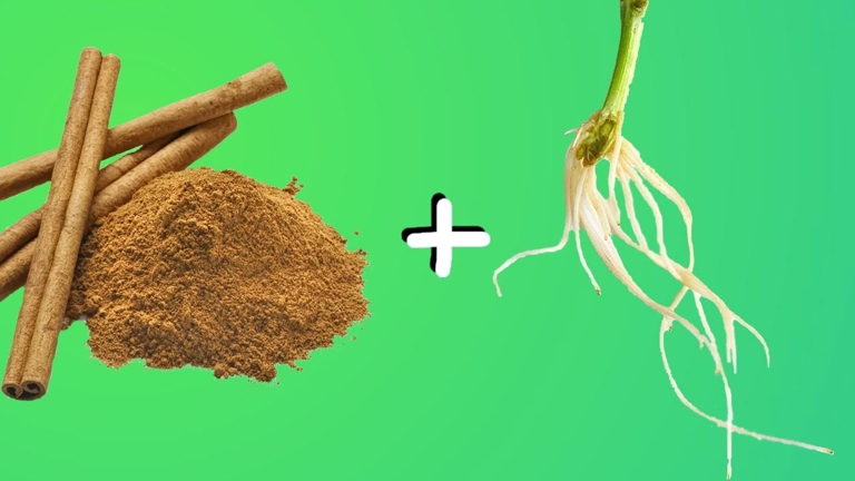 Cinnamon can be used as a rooting hormone for plants.