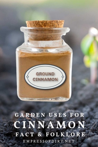 Cinnamon can be used as an effective fungicide against various fungal diseases.