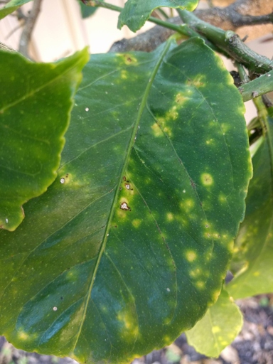 Citrus scab is a disease that can cause yellow spots on lemon tree leaves.