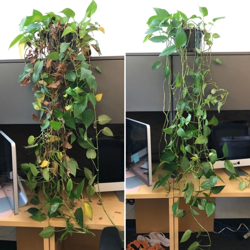 Coffee grounds can be used as a fertilizer for pothos plants.