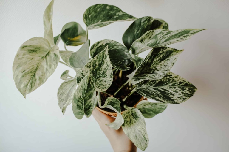 Coffee grounds can provide your pothos with a boost of nutrients and micronutrients.