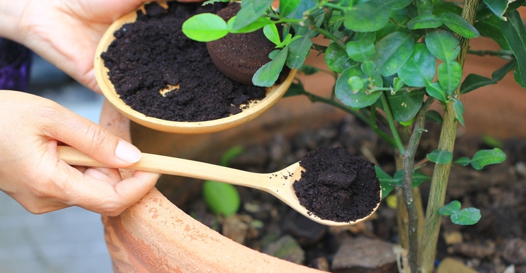 Coffee grounds improve the soil structure by adding organic matter.
