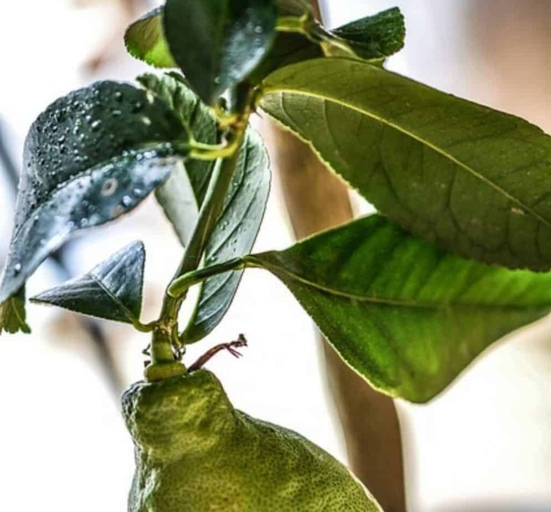 Compost tea is an effective solution for treating yellow spots on lemon tree leaves.
