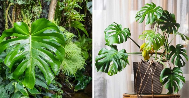 Container: Both Monstera Deliciosa and Borsigiana are tropical plants that can be grown in containers.