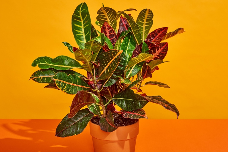 Croton is a popular houseplant known for its vibrant leaves, but sometimes these leaves can start to drop off.