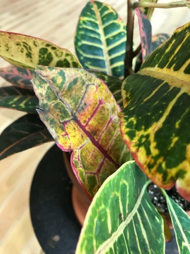 Croton leaves may turn yellow and drop off if the plant is not getting enough light.