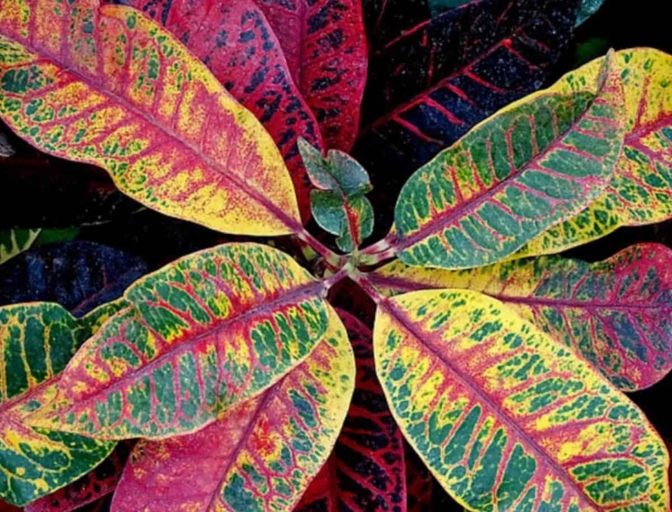Croton plants are native to tropical regions and do not tolerate sudden changes in temperature or location.