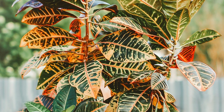Croton plants are native to tropical regions and require consistent watering to maintain their vibrant colors and leafy growth.