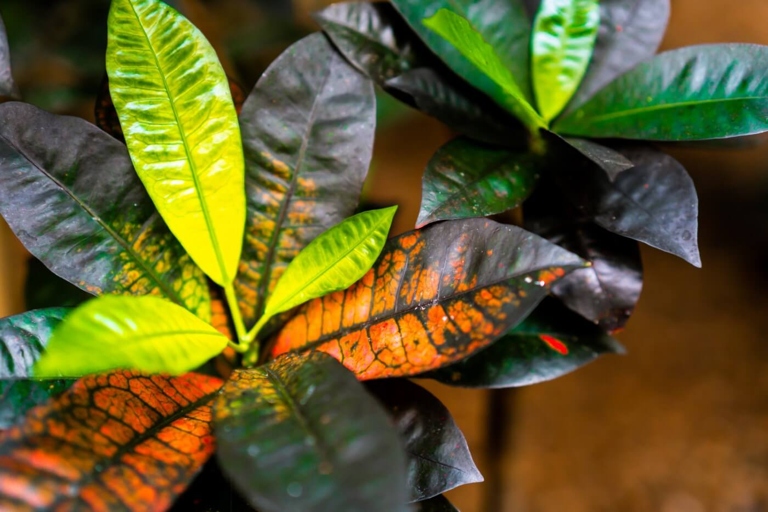 Croton plants are susceptible to a number of pests and diseases, including mealybugs, scale insects, spider mites, and root rot.
