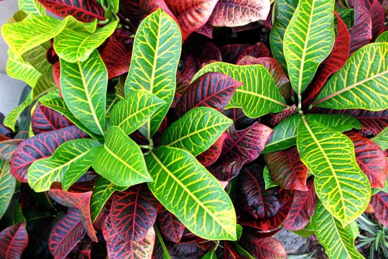 Croton plants need to be watered about once a week, and they prefer to be watered in the morning.