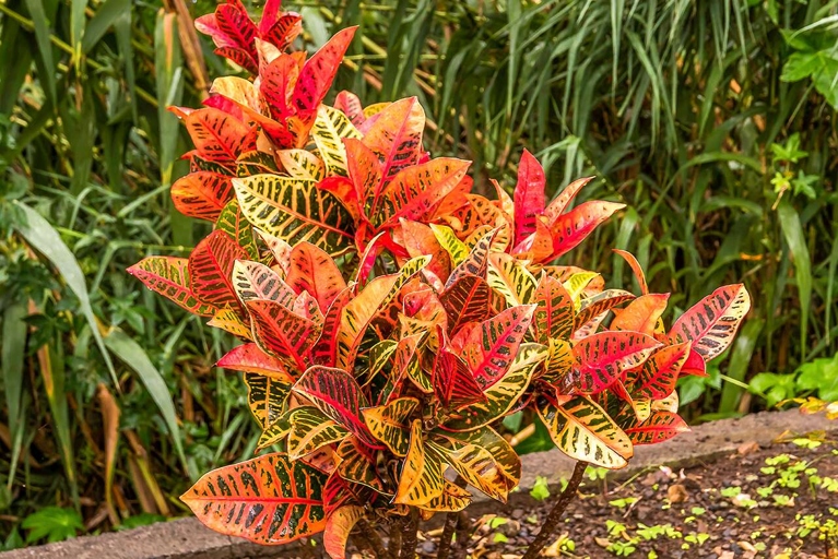 Croton should be planted in an area that receives full sun to partial shade and has well-drained soil.