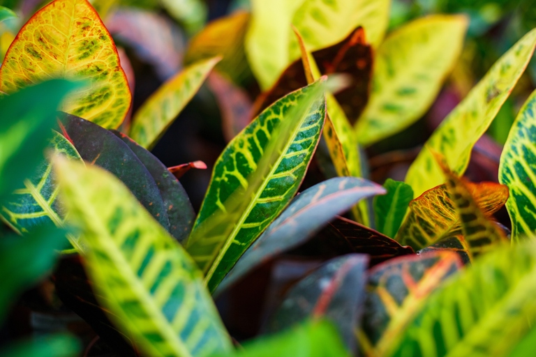 Crotons are drought-tolerant plants, so don't be afraid to let the soil dry out between watering.
