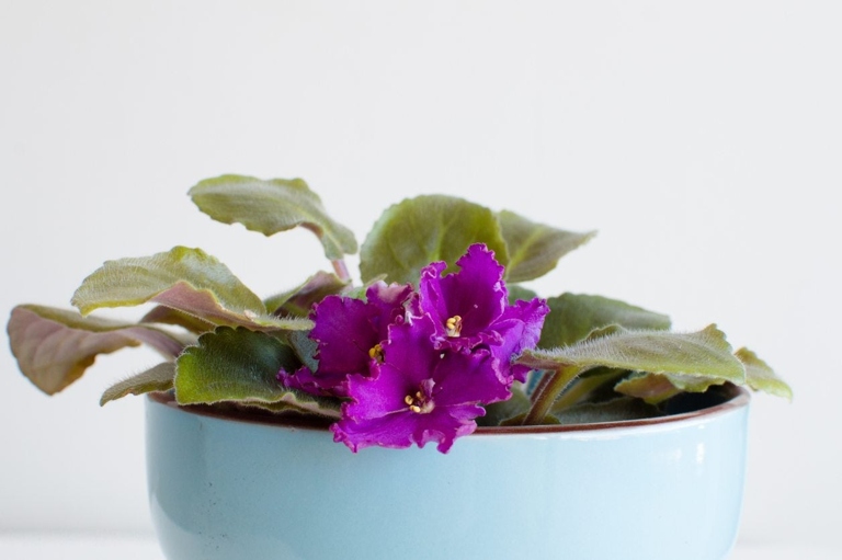 Crown rot is a common problem with African violets, but it can be treated with the proper care.
