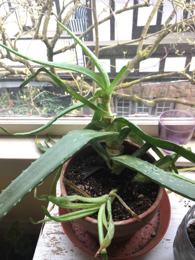 Cut the top off your aloe plant when it reaches about 12 inches tall.