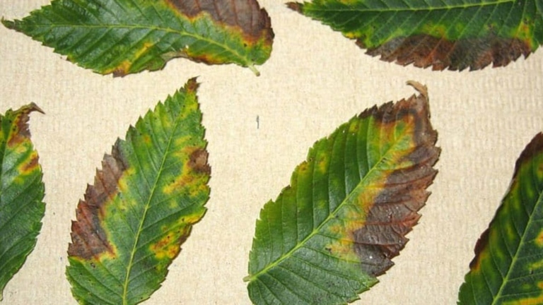 Cutting off the infected leaves is important because it can help stop the spread of the disease.