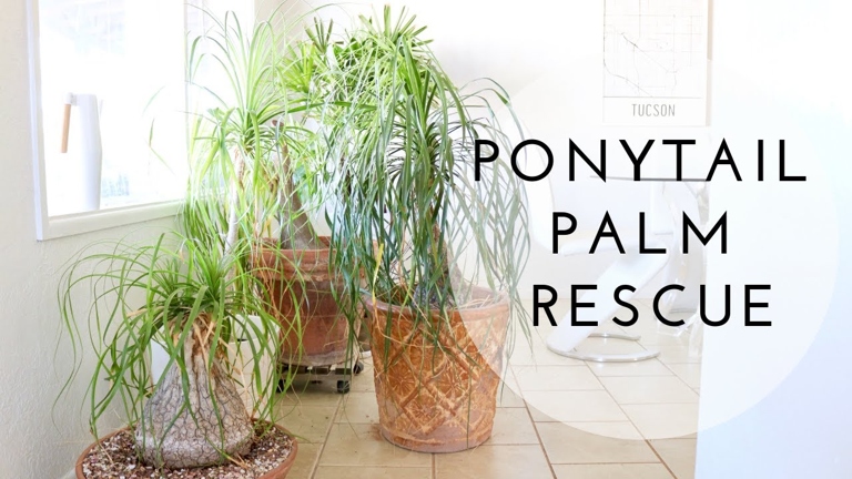 Cutting off the rotten roots will help the ponytail palm to heal and prevent the spread of rot.