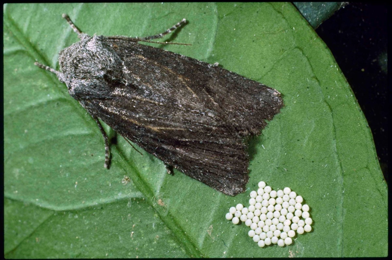 Cutworms are the larvae of various species of night-flying moths.