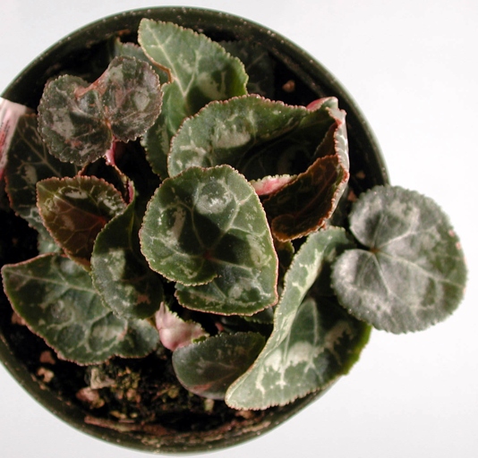 Cyclamen are susceptible to a variety of diseases, the most common of which are root rot, crown rot, and leaf spot.