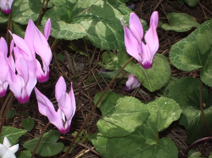 Cyclamen species are native to Europe, the Mediterranean Basin, and Africa, with one species in Lebanon. Cyclamen is a genus of 23 species of perennial flowering plants in the family Primulaceae.