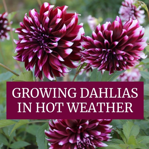Dahlias are one of the best flowers for sunny balconies because they are heat tolerant and come in a wide range of colors.
