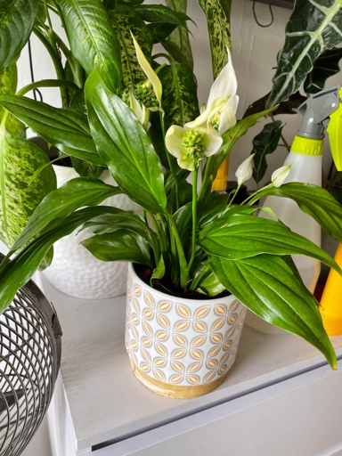 Diatomaceous earth is an effective way to get rid of peace lily bugs.