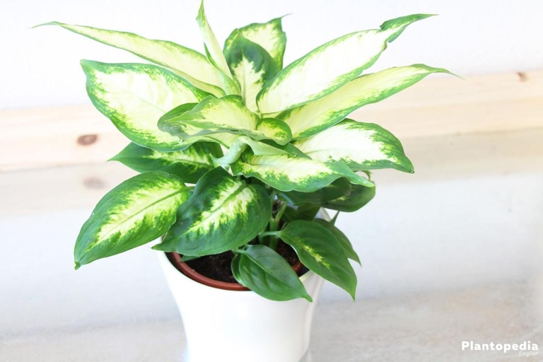 Dieffenbachia, also known as dumb cane, is a popular houseplant because it is easy to care for and propagate.