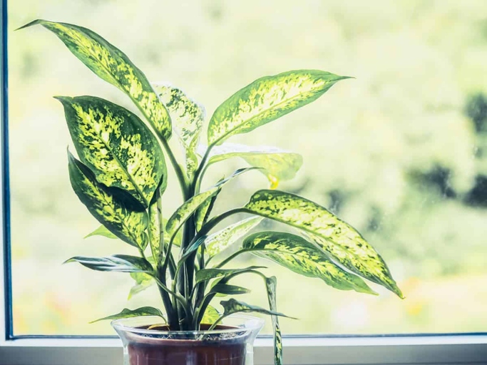 Dieffenbachia, also known as dumb cane, is a popular houseplant that is known for its large, glossy leaves. However, dieffenbachia is susceptible to several fungal diseases, the most common of which is root rot.