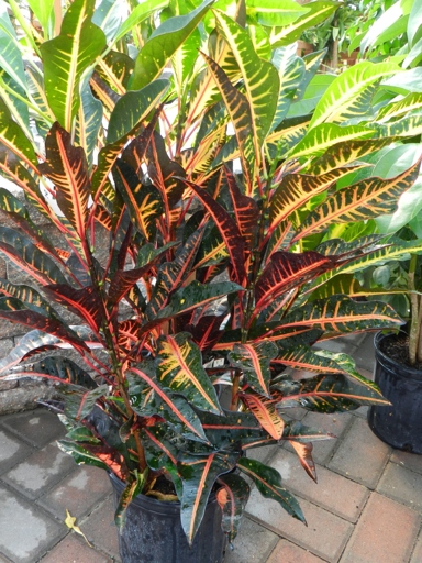 Diligent care is the key to a healthy and bushy Croton plant.