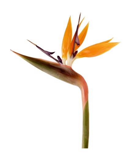 Discolored flower buds are a common problem for bird of paradise plants.