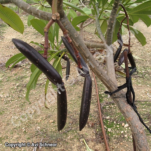 Discolored Trank at the Base:

If you notice your plumeria's trunk is looking discolored, it's likely due to sunburn.