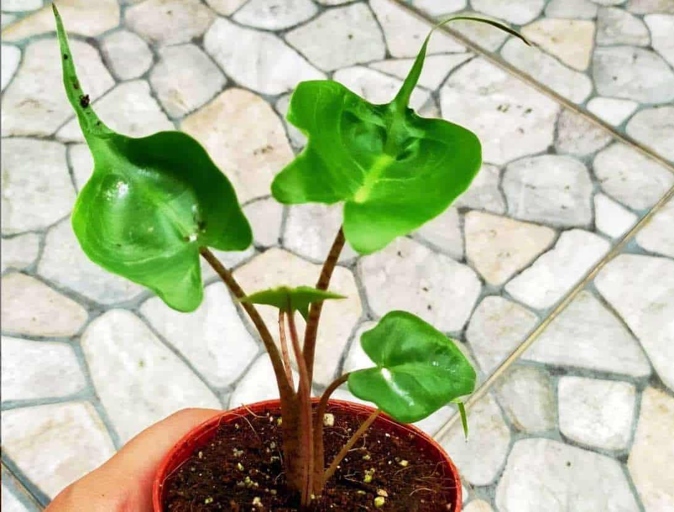 Diseases are a common problem with Alocasia Stingray plants.