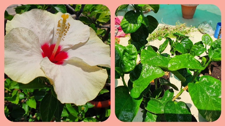 Diseases can cause hibiscus leaves to curl, but there are ways to prevent and treat them.