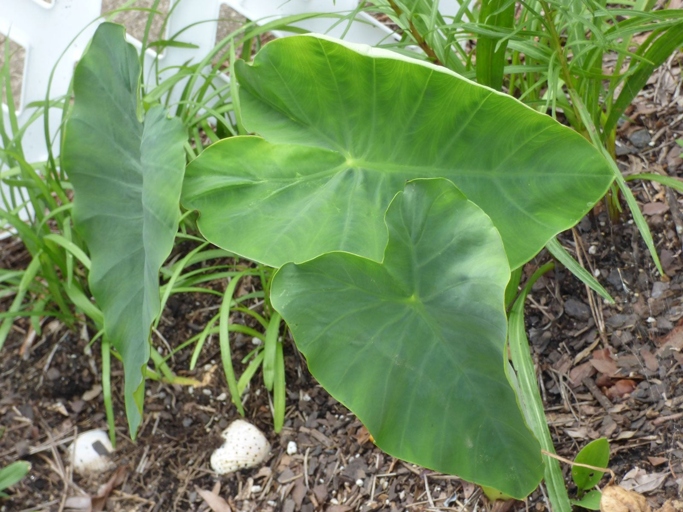 Diseases can slow the growth rate of elephant ears.