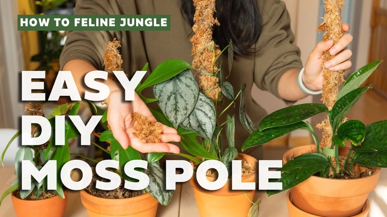 Do this when the plant is young and the stem is still flexible. To attach your Monstera to a moss pole, use strong, thin wire or fishing line to tie the stem of the plant to the pole, being careful not to damage the stem.