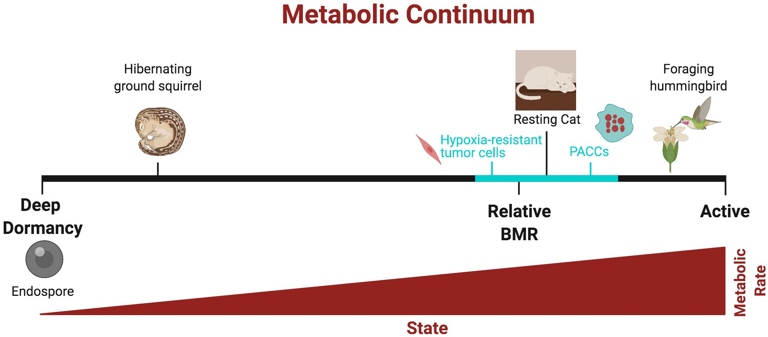 Dormancy is a state of reduced metabolic activity in an organism.