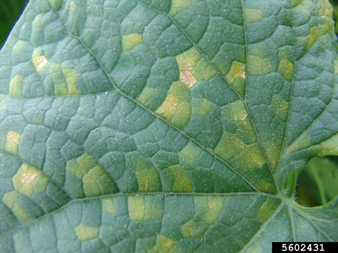 Downy mildew is a type of fungal disease that can affect rubber plants.