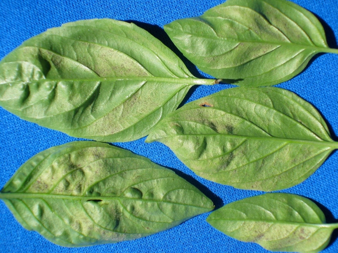 Downy mildew is a type of fungal infection that can cause basil leaves to turn white.