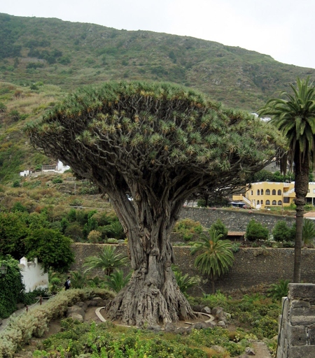 Dracaena is a genus of about 120 species of trees and succulent plants.