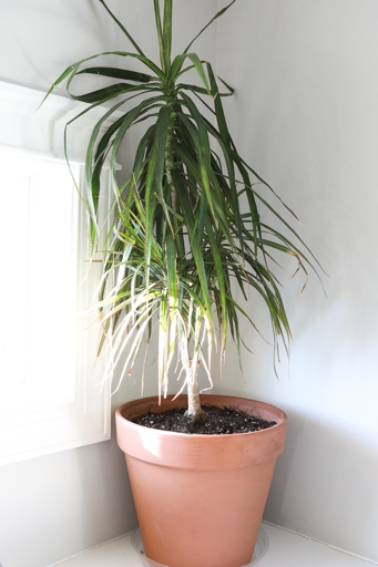 Dracaena leaves with brown spots can be treated by trimming off the affected leaves, increasing the humidity around the plant, and making sure the plant is getting enough light.