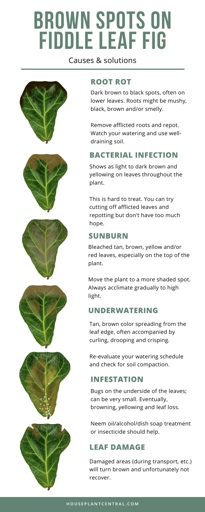 Dry leaf edges are a sign of temperature stress in fiddle leaf figs.