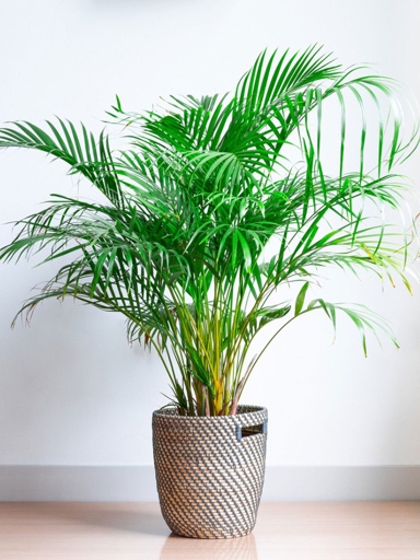 During the dormant period, it is important to water your areca palm sparingly to prevent root rot.