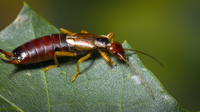 Earwigs are small, dark-colored insects that are commonly found in gardens.